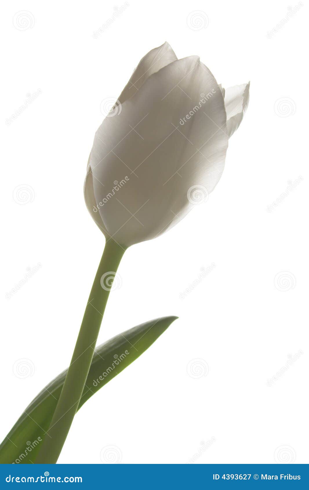 White tulip stock image. Image of beautiful, flower, isolated 4393627