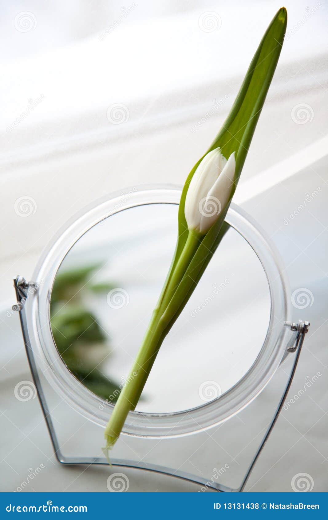 White tulip and mirror stock photo. Image of petal, plant - 13131438