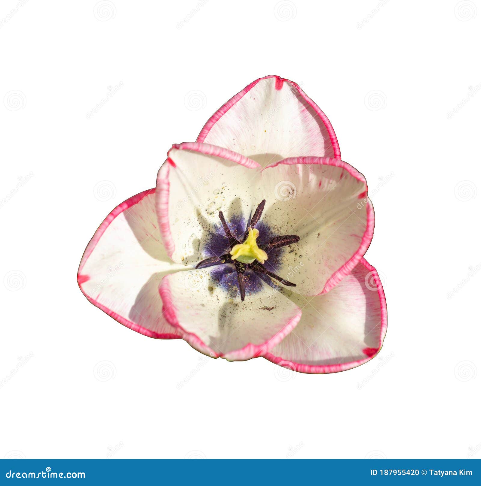 White Tulip with Pink Edges and Purple Center. Isolated, Top View Stock