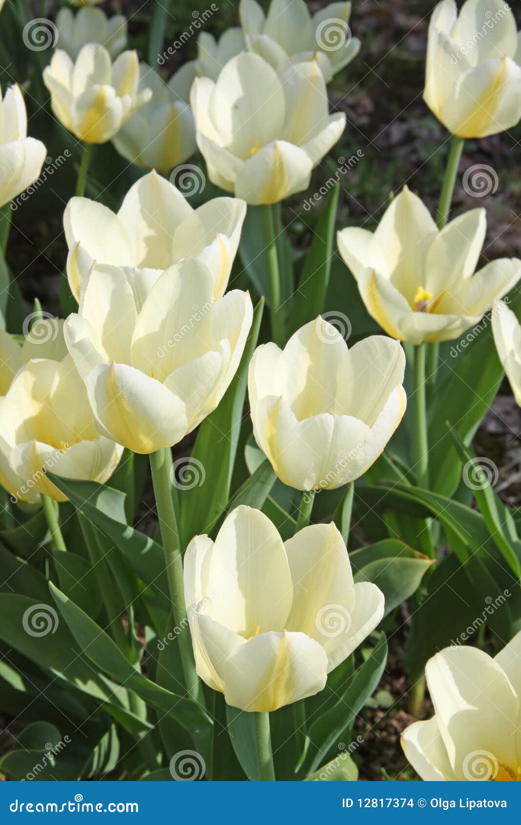 White tulips stock photo. Image of beautiful, brightly 12817374