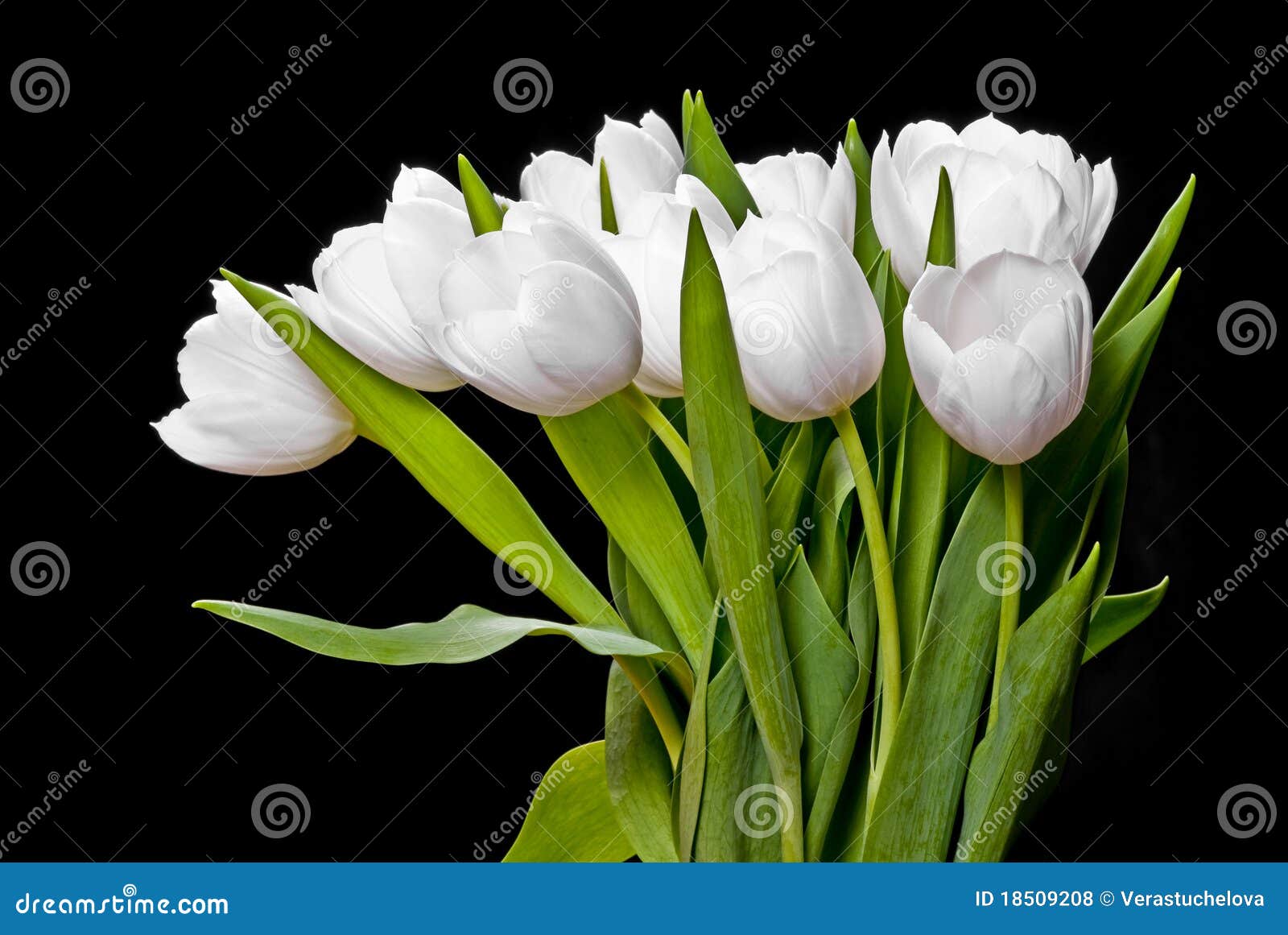 white tulips on black