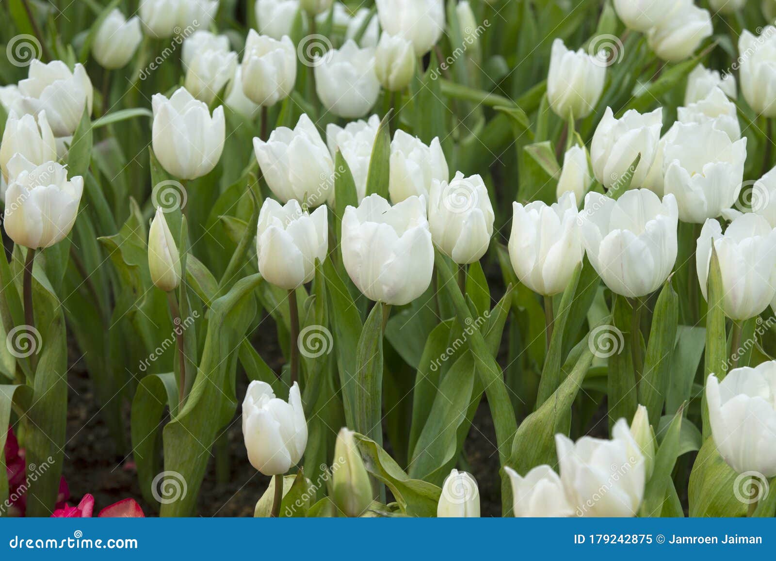 White Tulips are Blooming Beautifully in the Season Stock Image Image