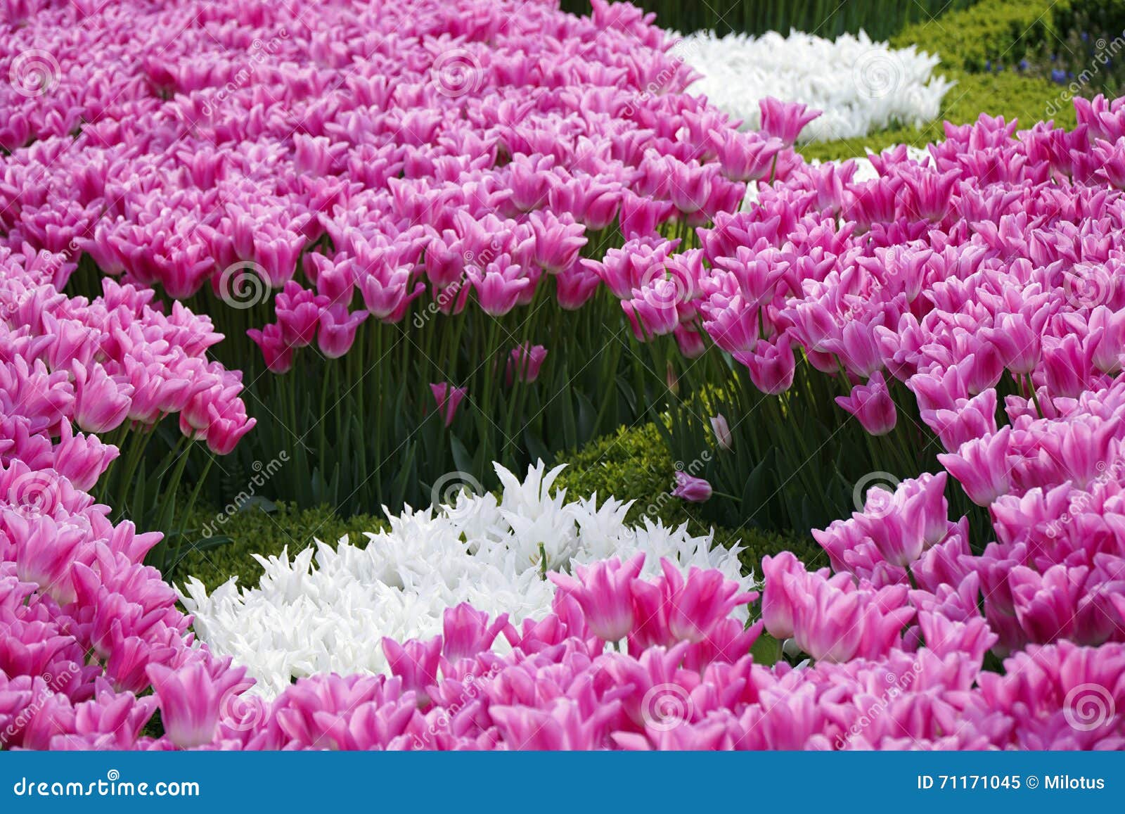 White Tulips stock image. Image of people, flowers, gardening 71171045