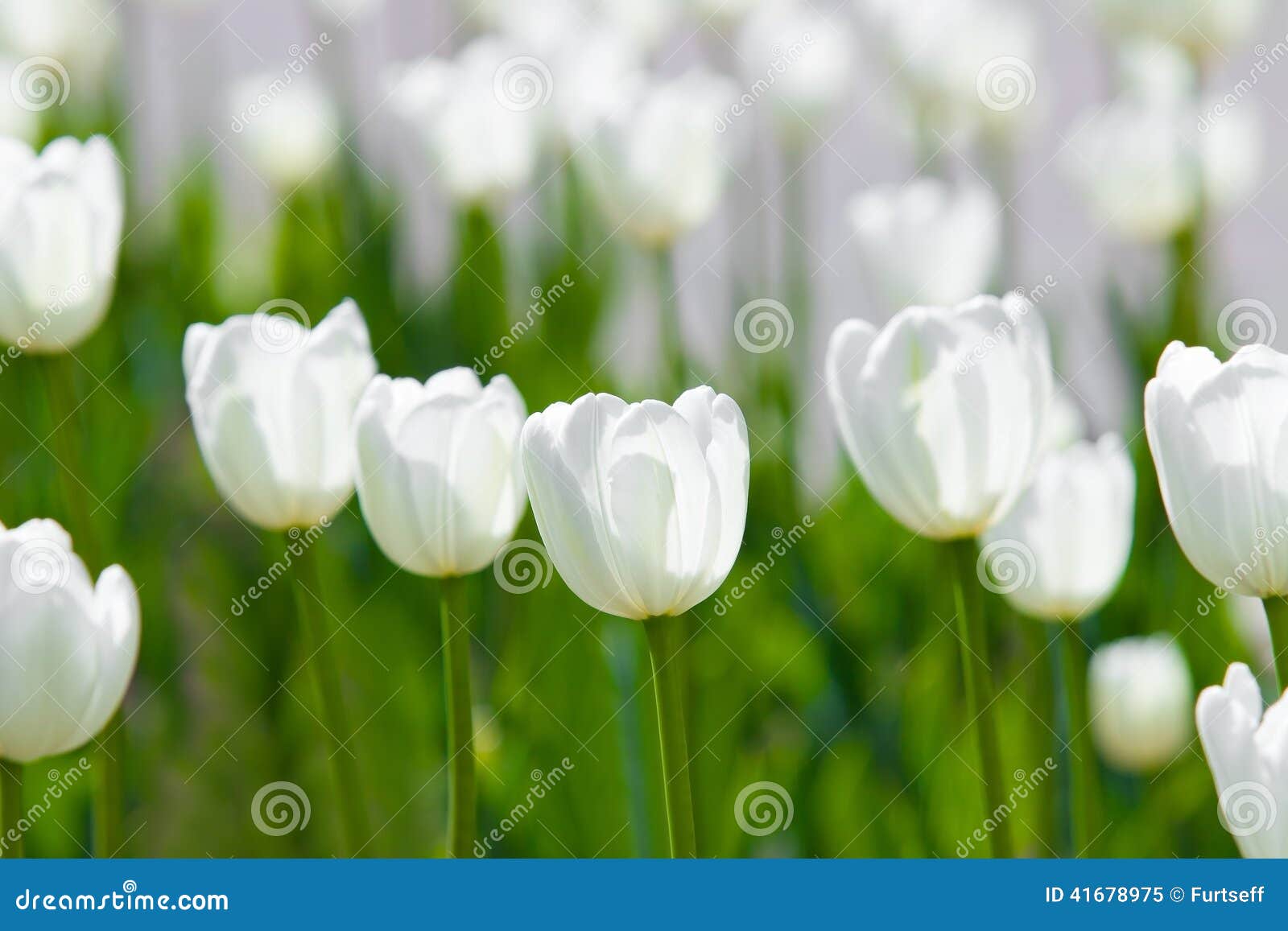White tulips stock image. Image of closeup, head, multi 41678975