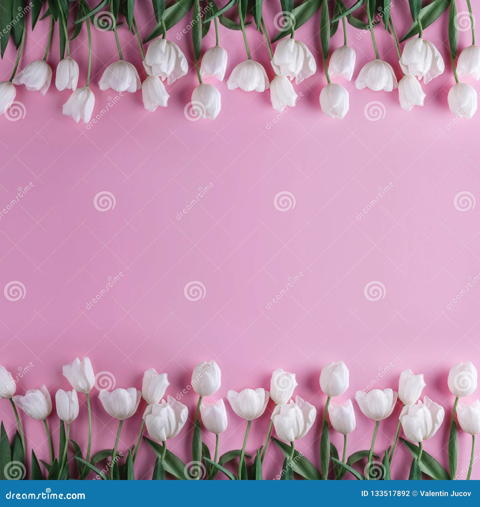white tulips flowers over light pink background. greeting card or wedding invitation.