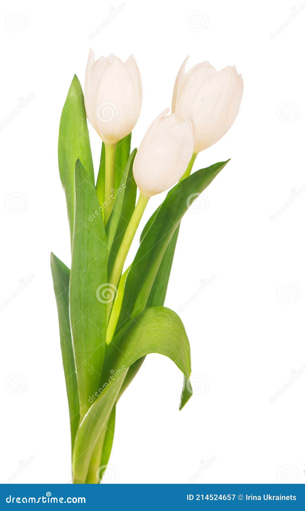White Tulips Isolated on the White Background Stock Image Image of