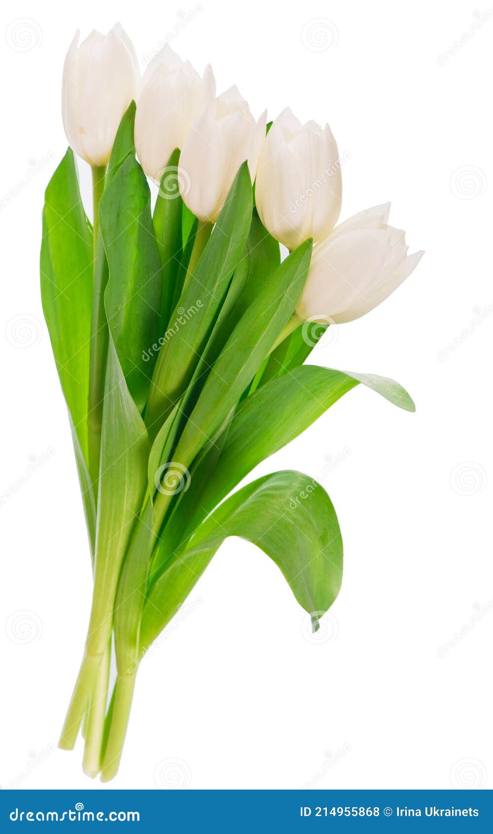 White Tulips Isolated on the White Background Stock Photo Image of