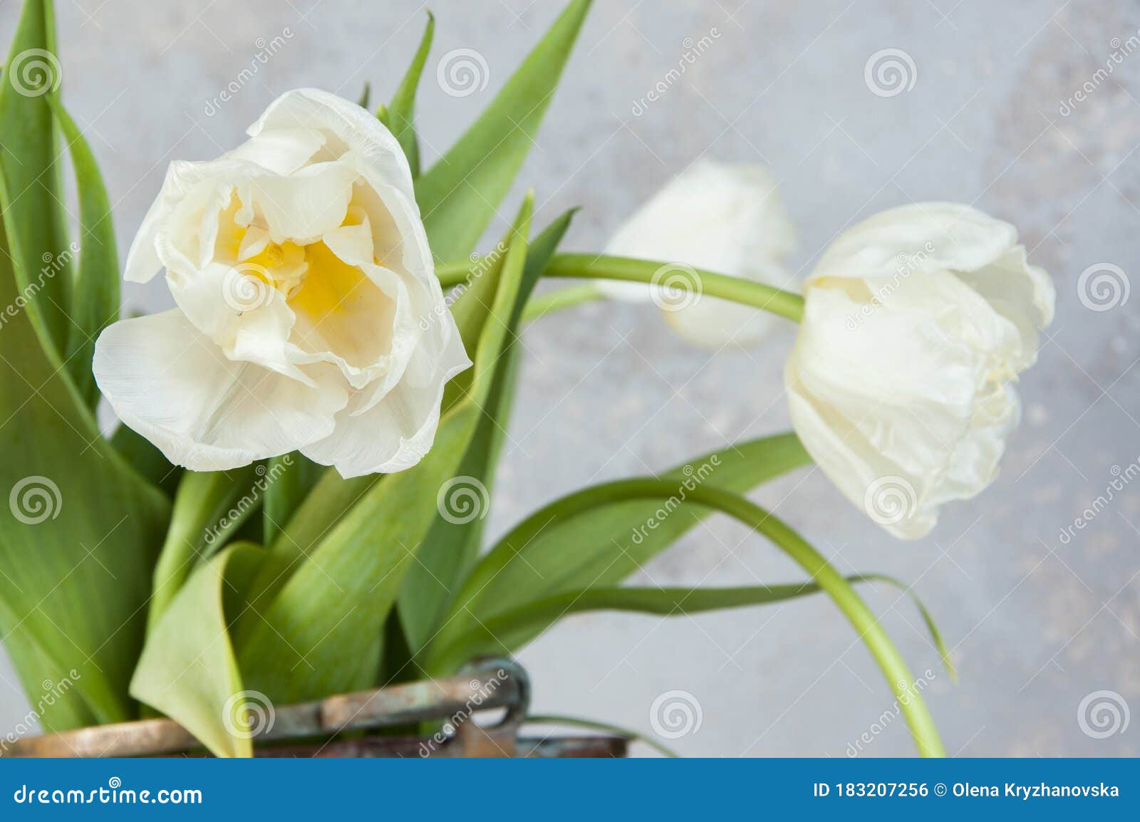 White Tulips in Old Copper Vase Stock Photo Image of close, celebrate