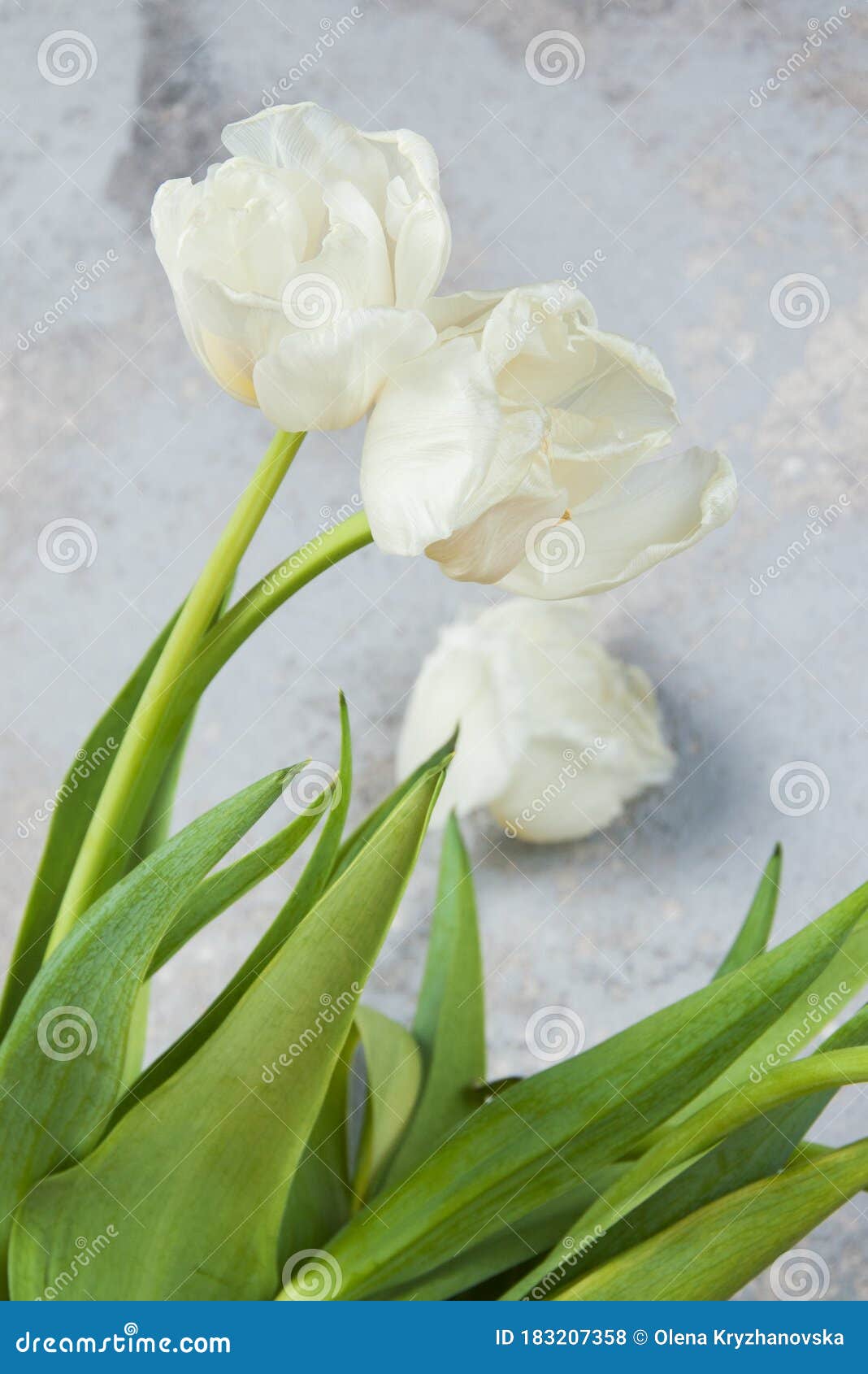 white tulips in old copper vase
