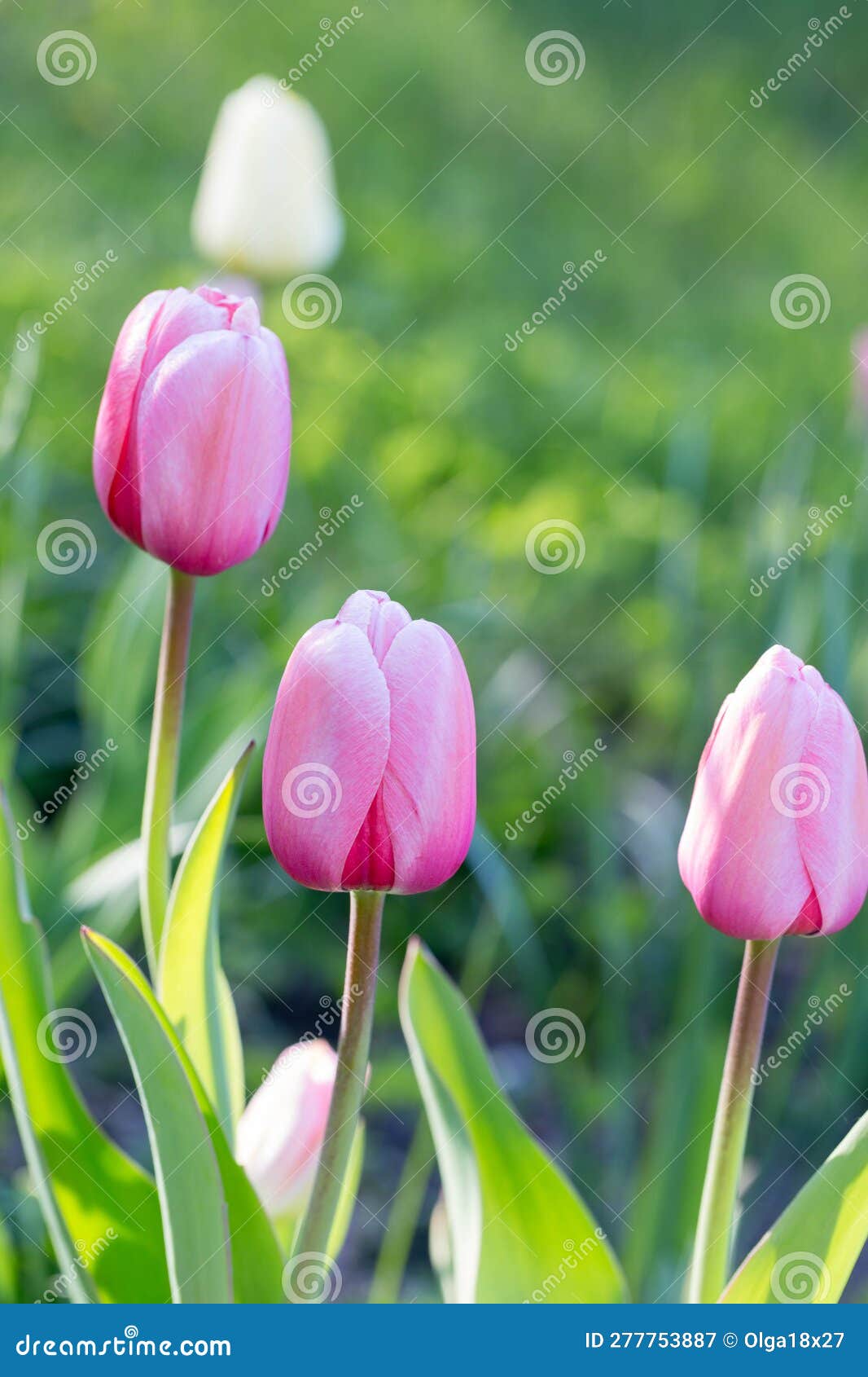 pink tulips pink impression, tulipan darwina close up in garden.