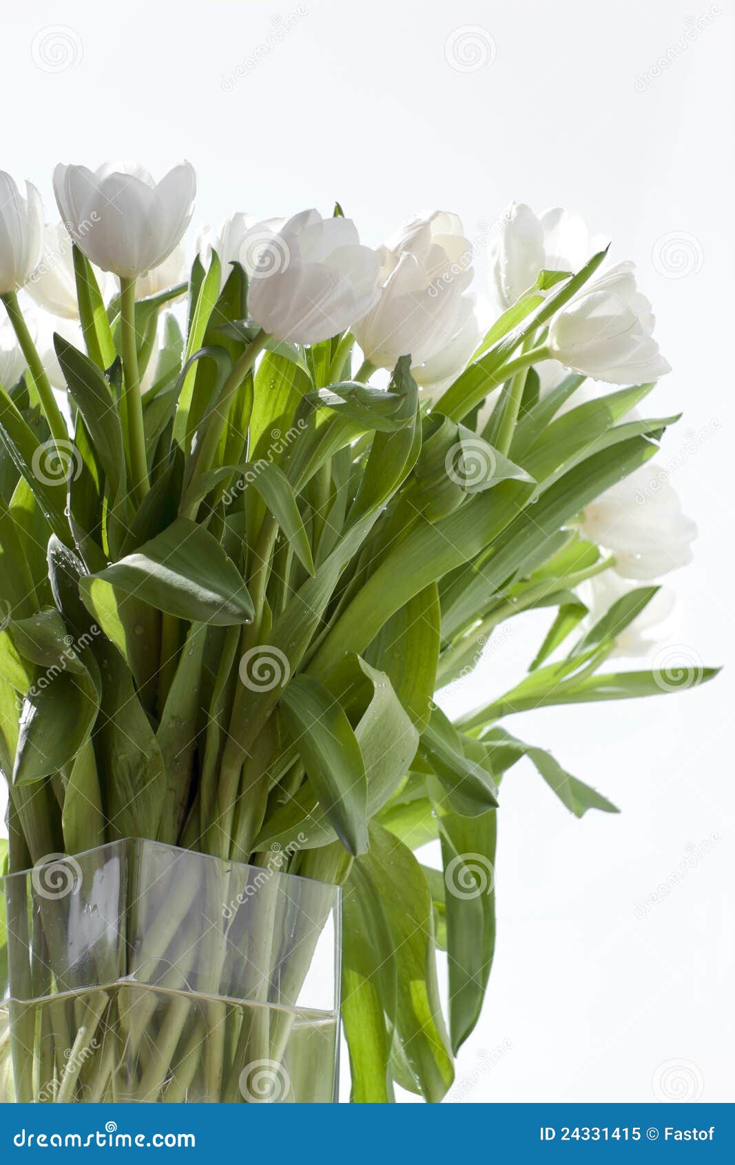 White tulips in a vase stock image. Image of vase, bouquet 24331415