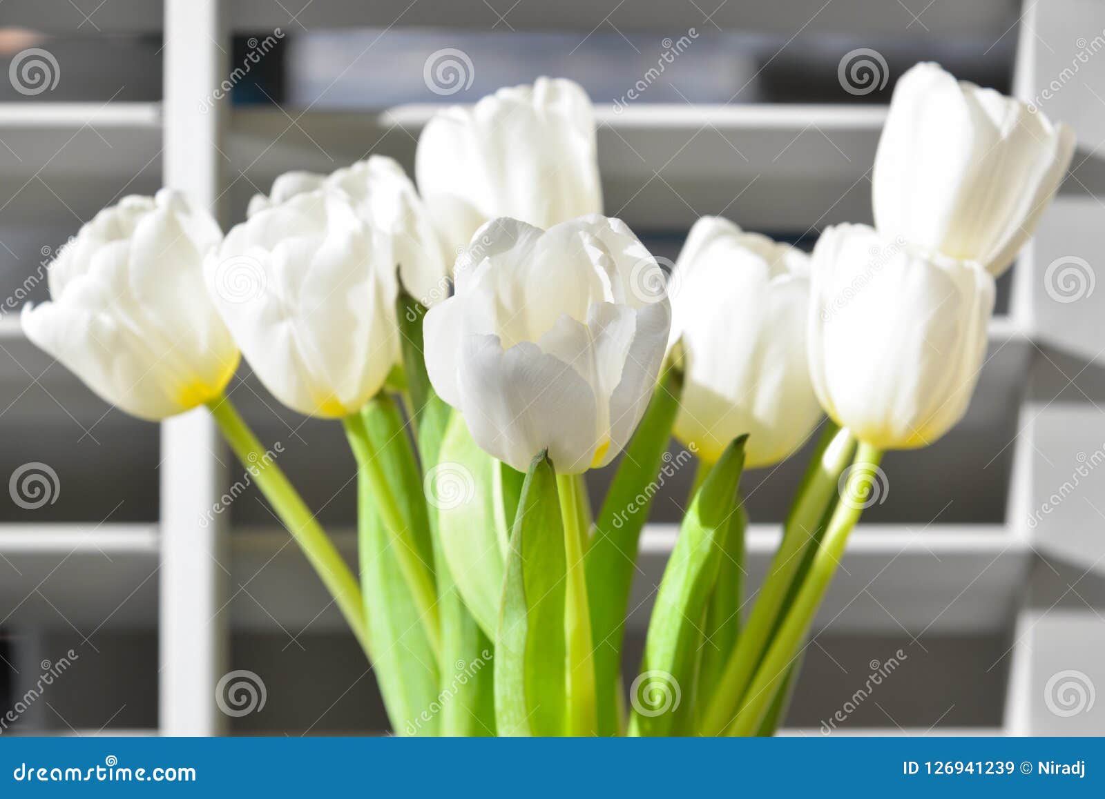 White tulips in a vase stock image. Image of tulip, flower 126941239