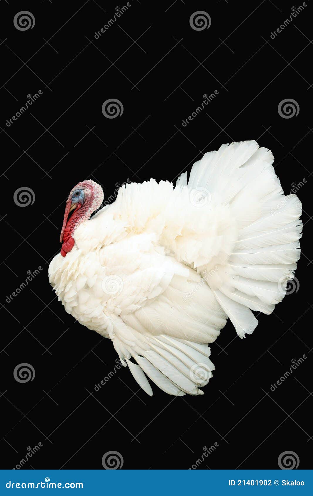 white turkey