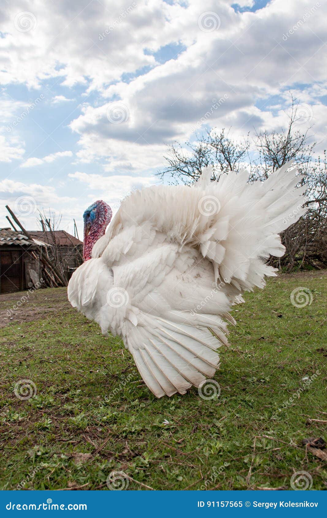 white turkey male or gobbler closeup on green grass with blue sky