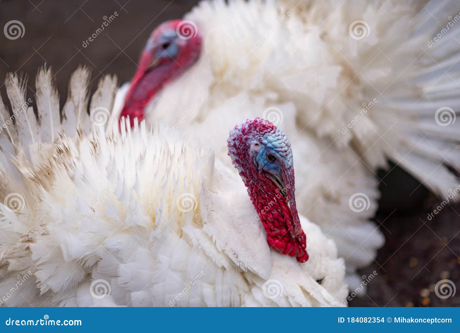 White Turkeys in the Countryside Stock Photo Image of farm