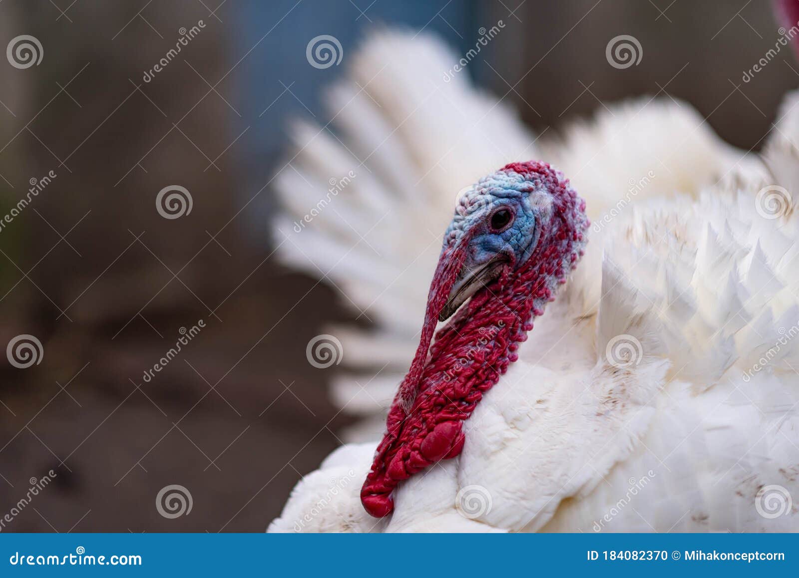 White Turkeys in the Countryside Stock Photo Image of farm
