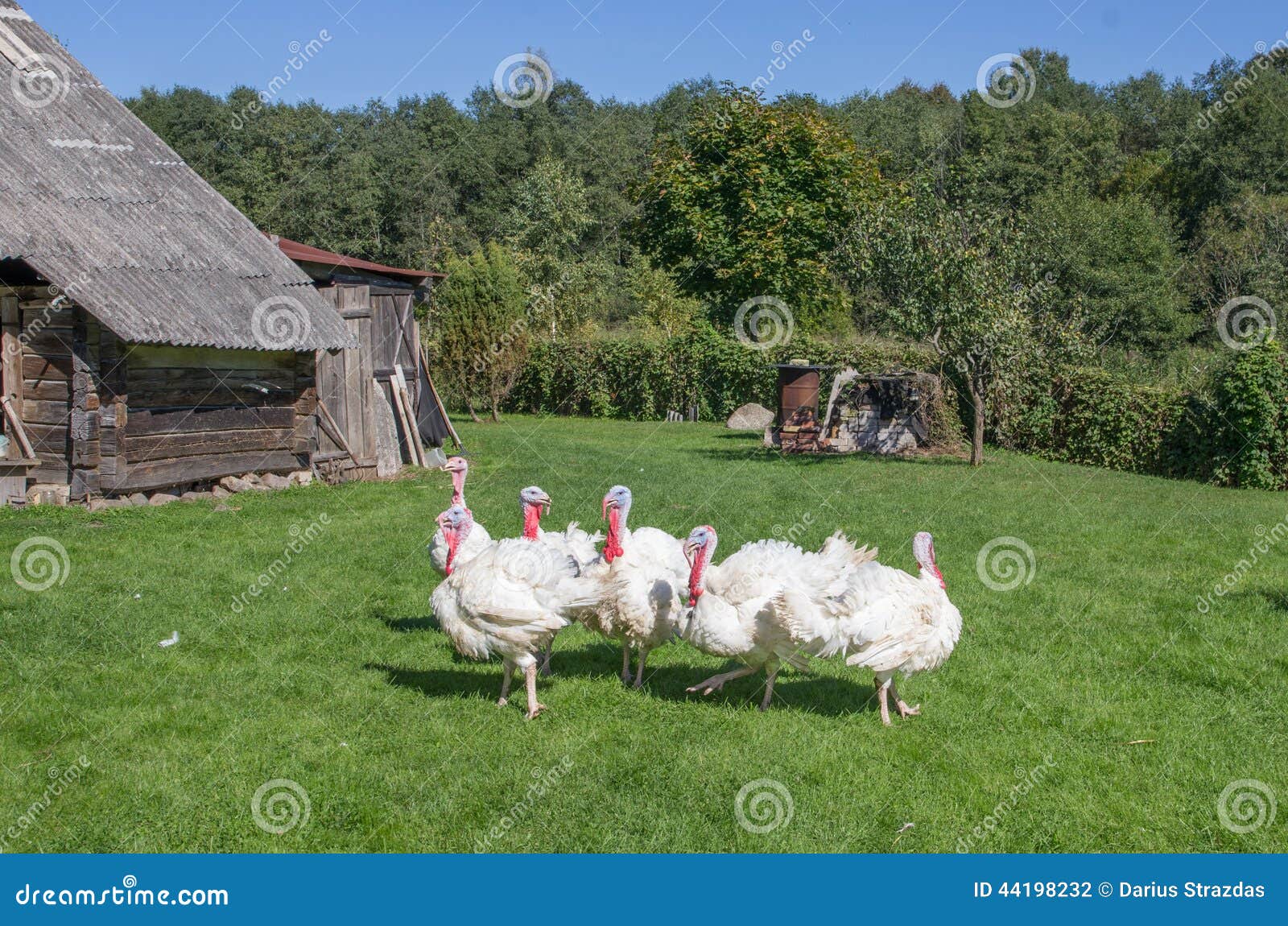 White turkeys stock photo. Image of animal, green, animals 44198232