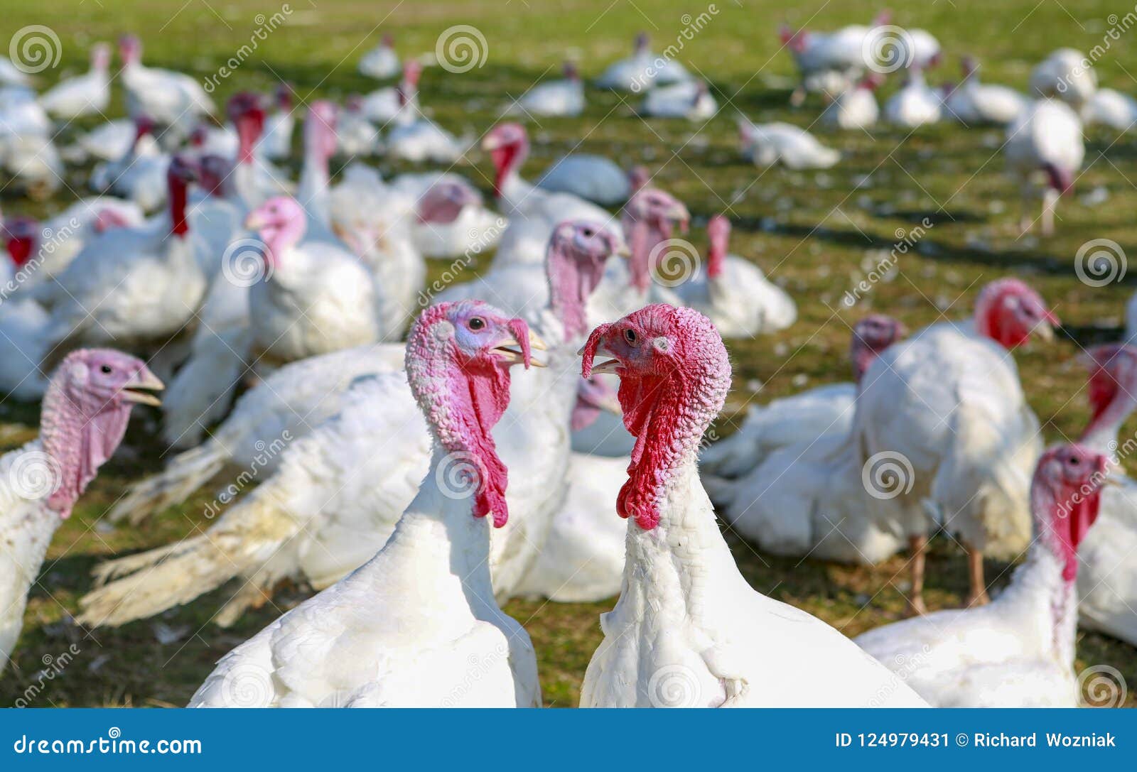 white turkeys