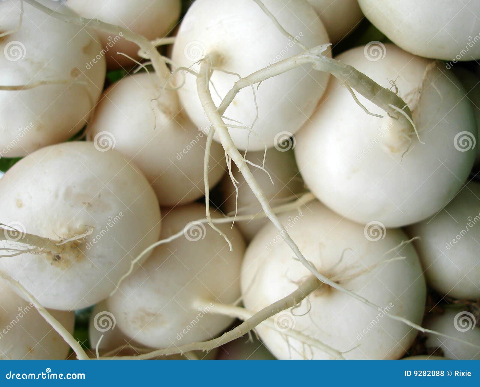 White turnips stock photo. Image of market, farm, harvest 9282088