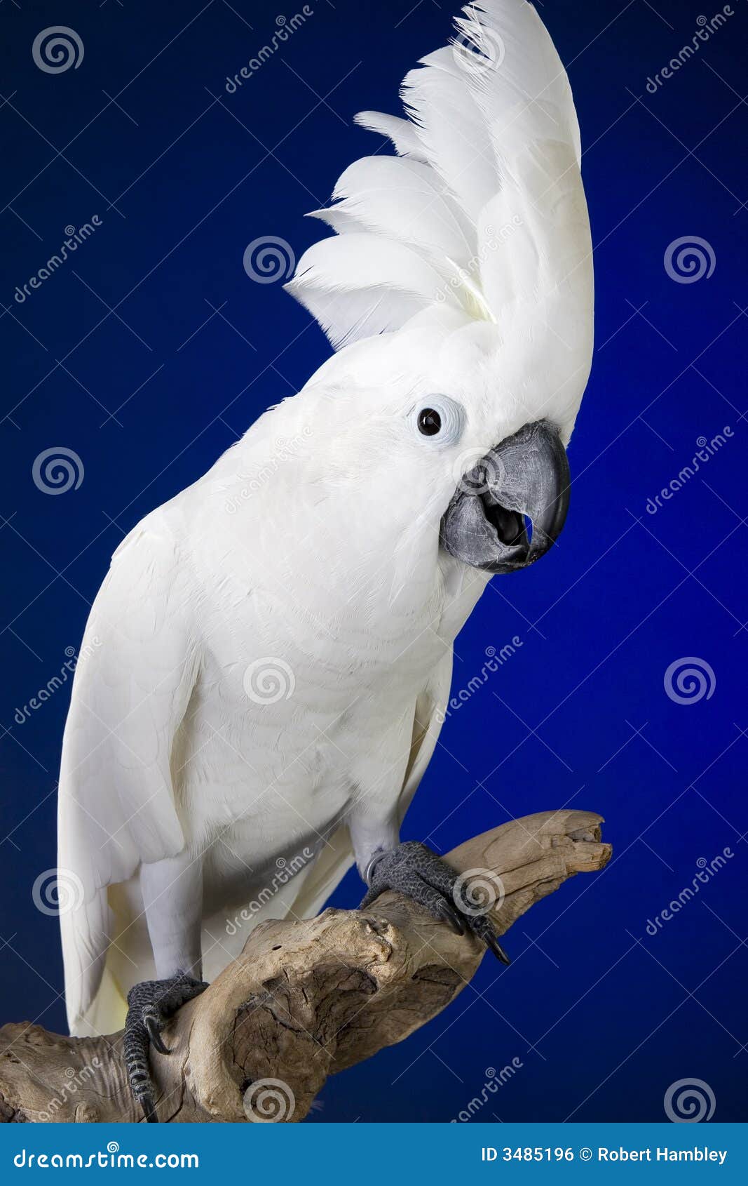 white umbrella cockatoo
