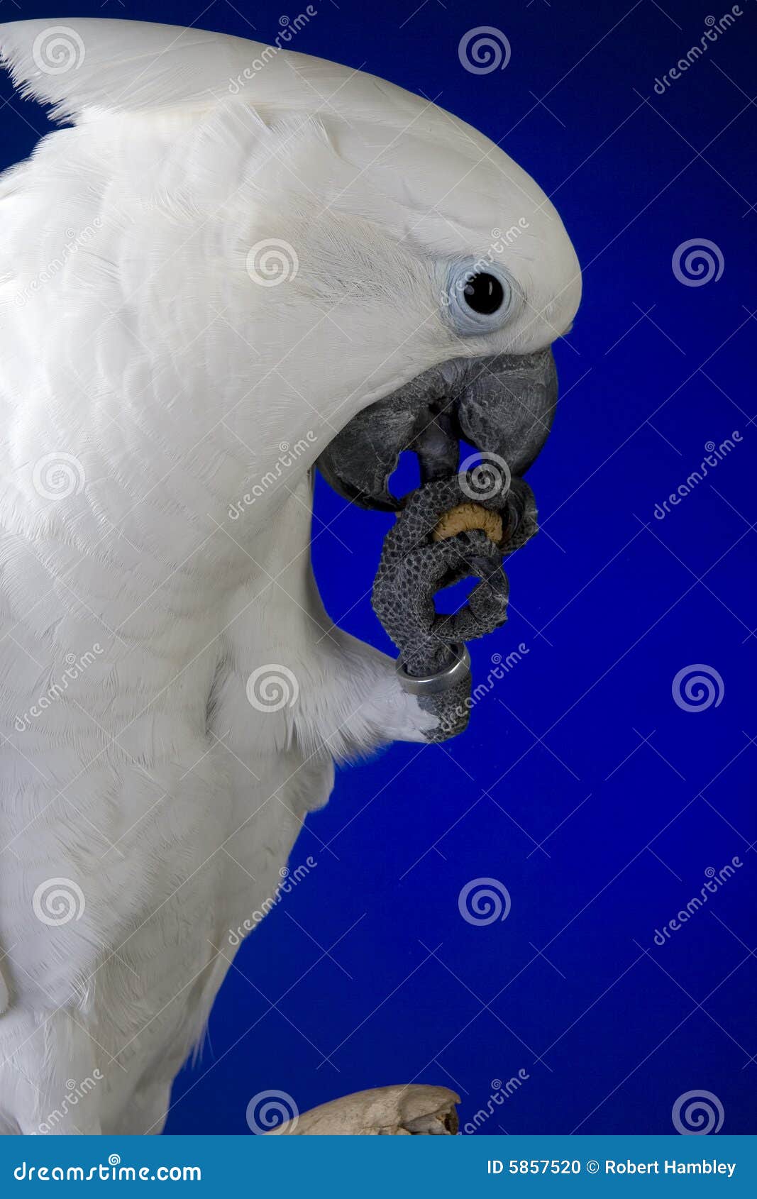 angry umbrella cockatoo angry umbrella cockatoo