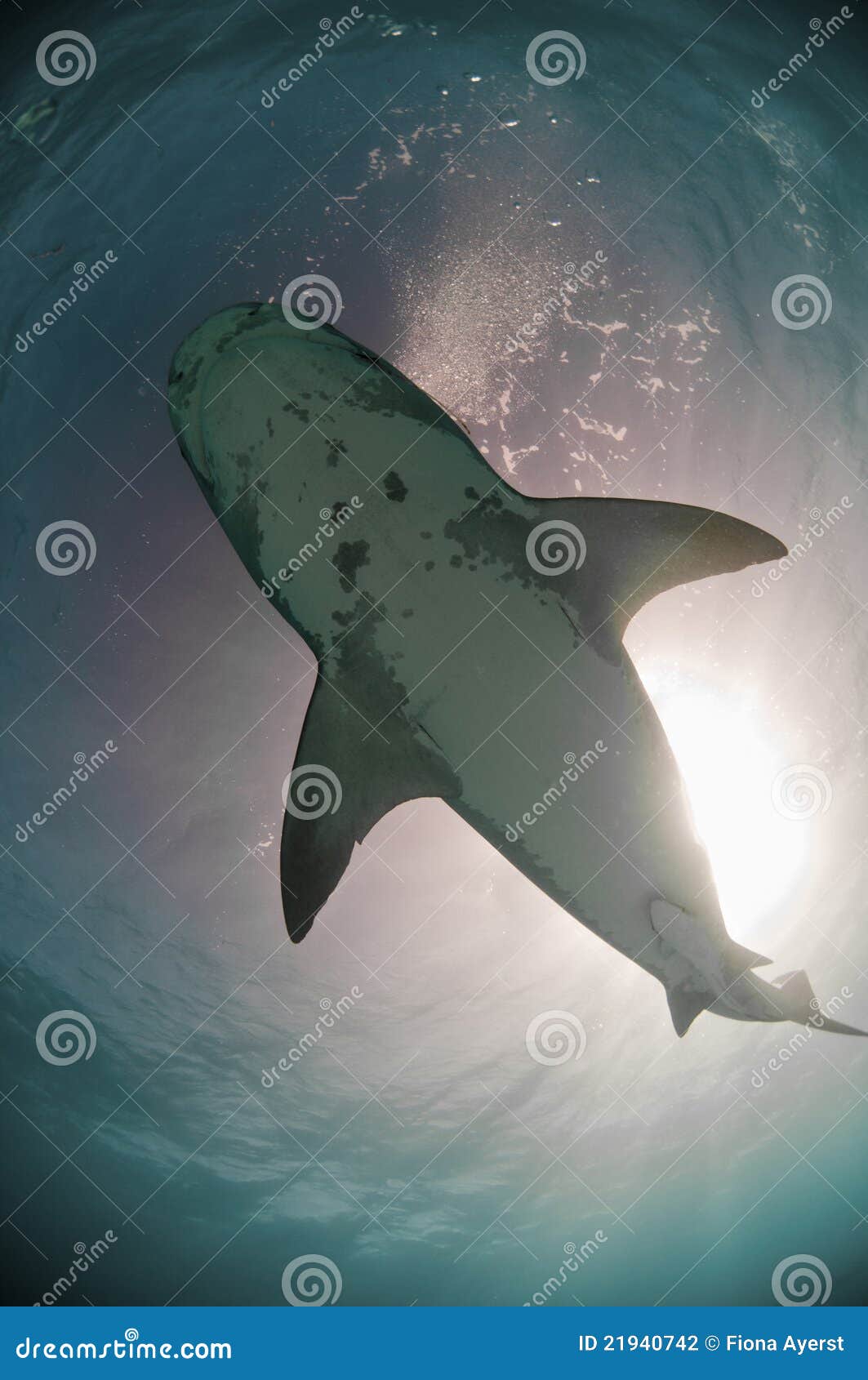 White underbelly stock photo. Image of sunburst, tiger 21940742