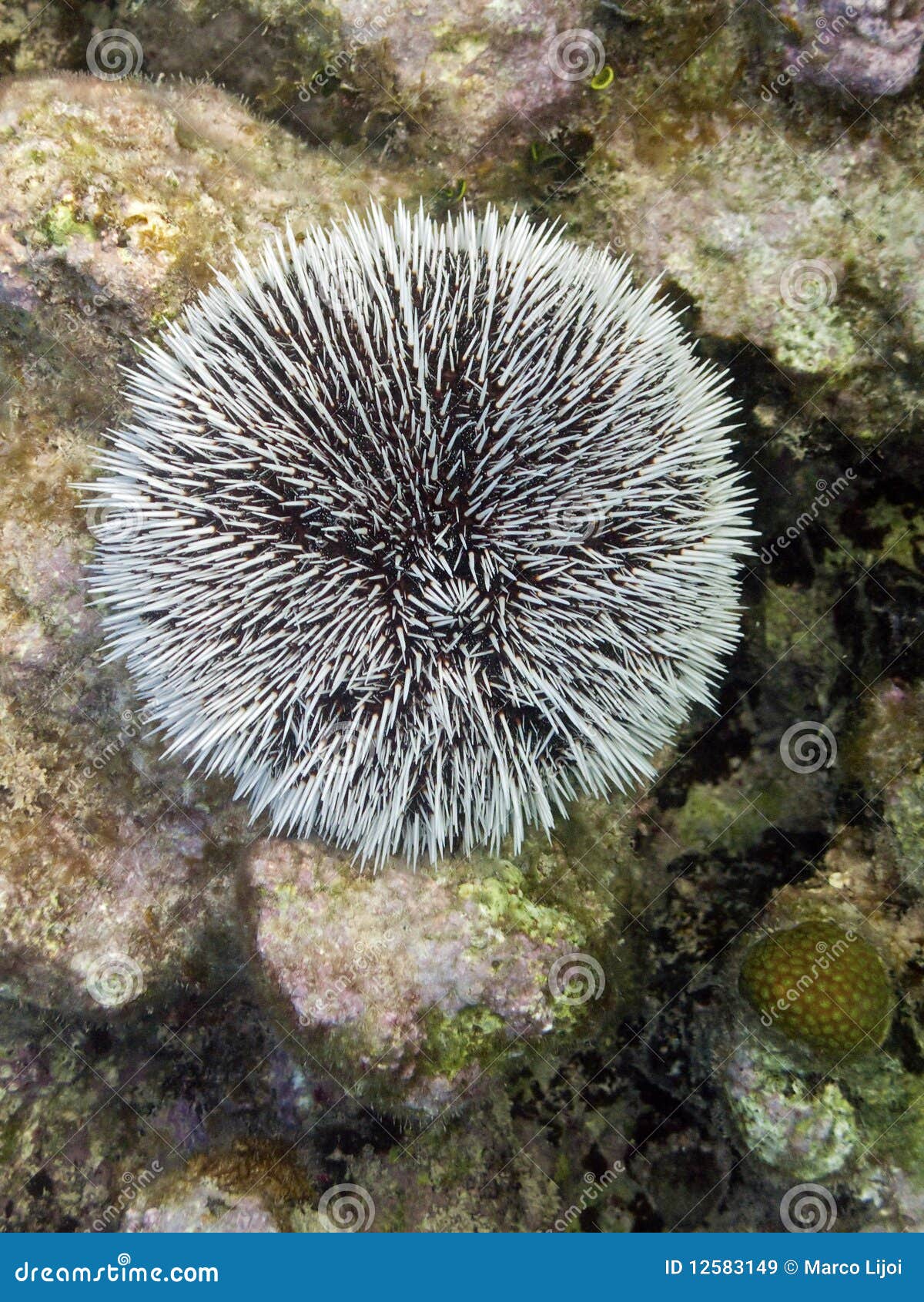 white urchin in cuba