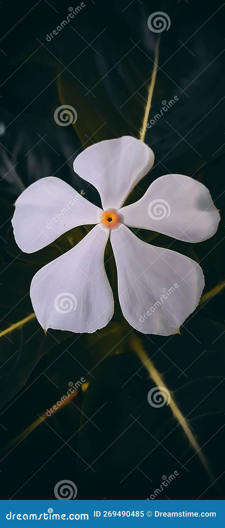 White vinca flower stock image. Image of black, vincaflower 269490485
