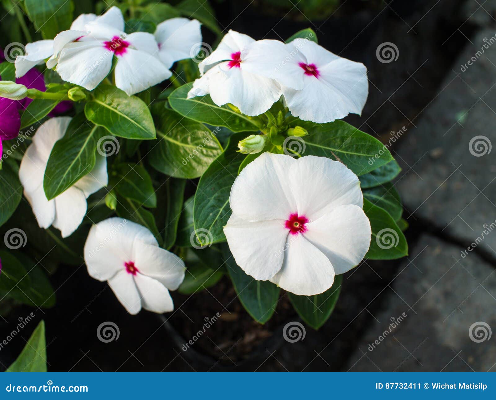 White Vinca Flower Hanging stock image. Image of floral 87732411