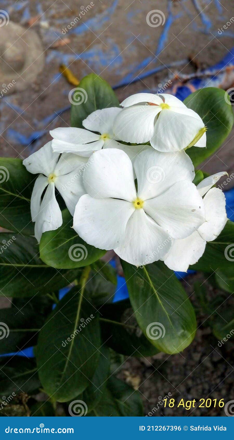 White Vinca Flower Nature Baeuty Stock Photo Image of herb, leaf