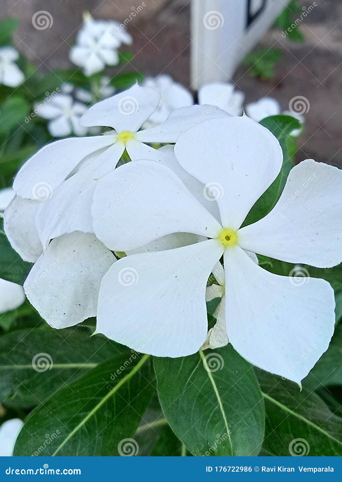 White vinca Rosea Flowers stock photo. Image of rosea 176722986