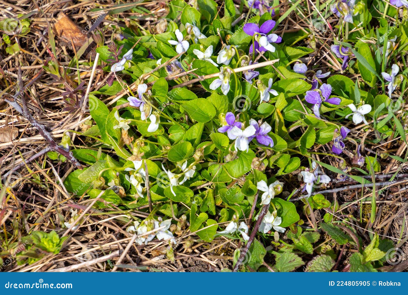 White Violet with White and Violet Blossoms, Also Called Viola Alba