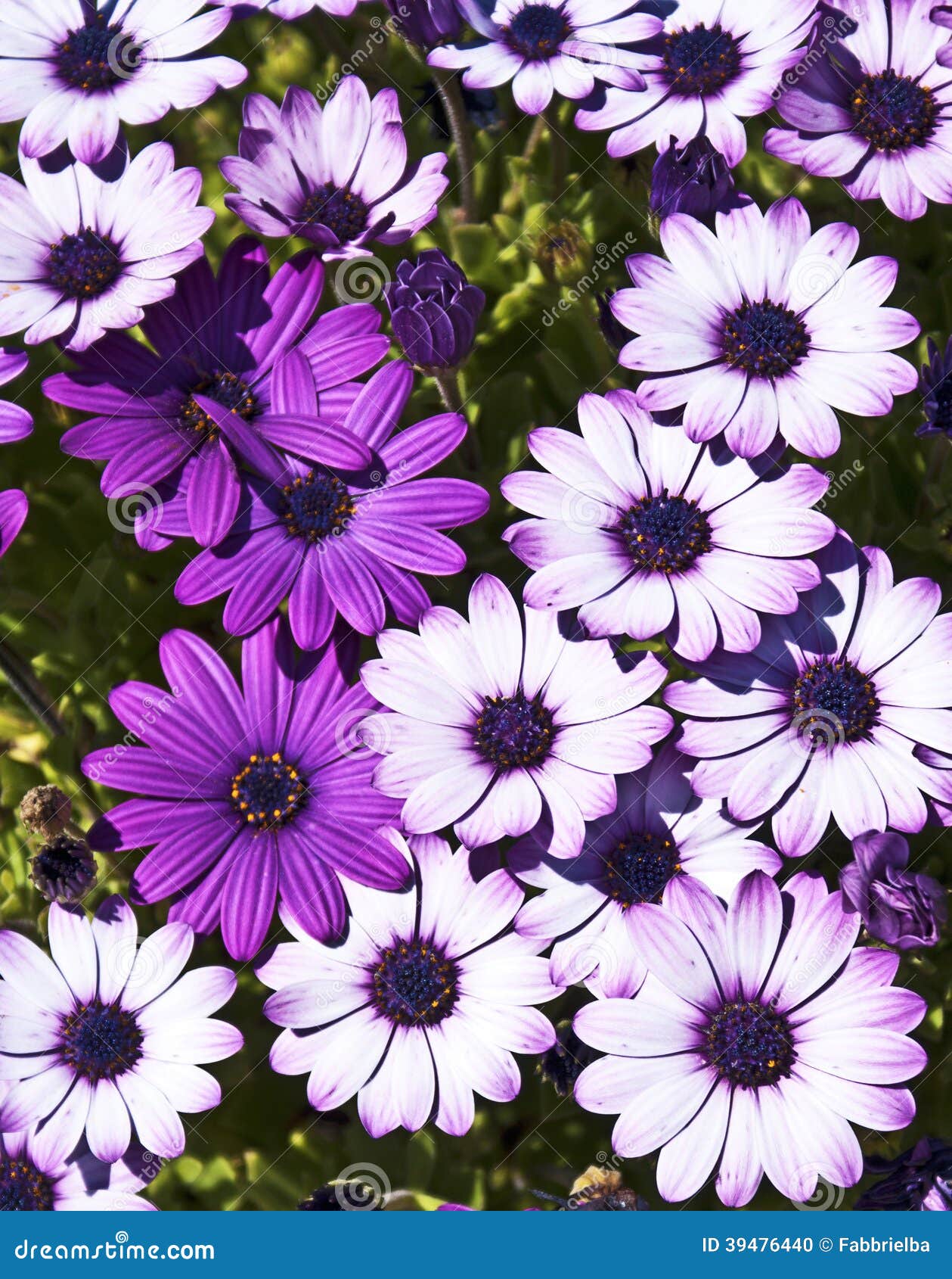 White and violet flowers stock photo. Image of flower - 39476440