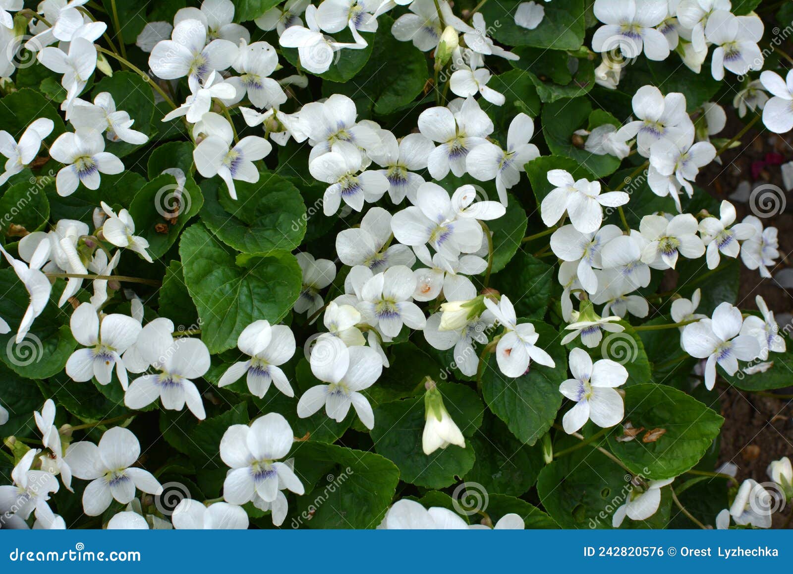 White Violets Bloom on the Flower Bed Stock Photo Image of blooming