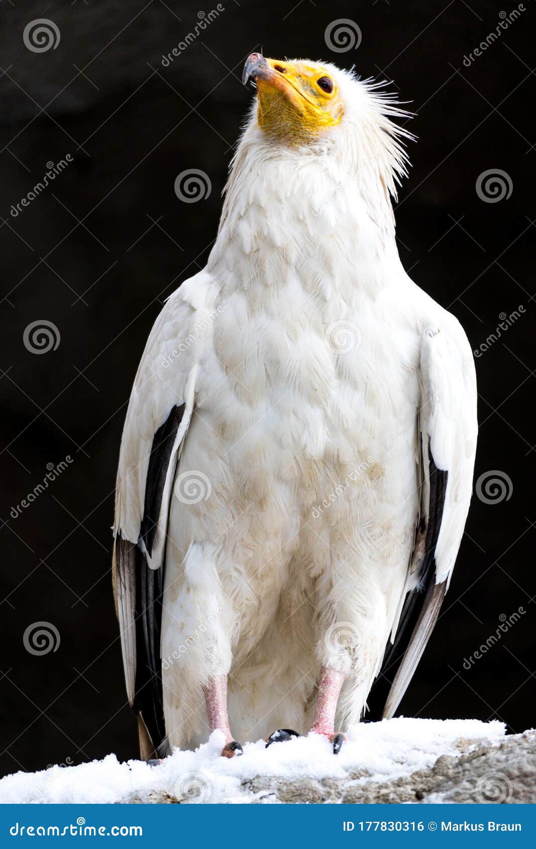 White Vulture with Yellow Beak Stock Photo Image of plumage