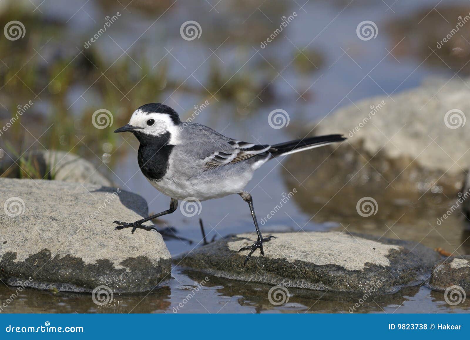 white wagtail, motacilla alba