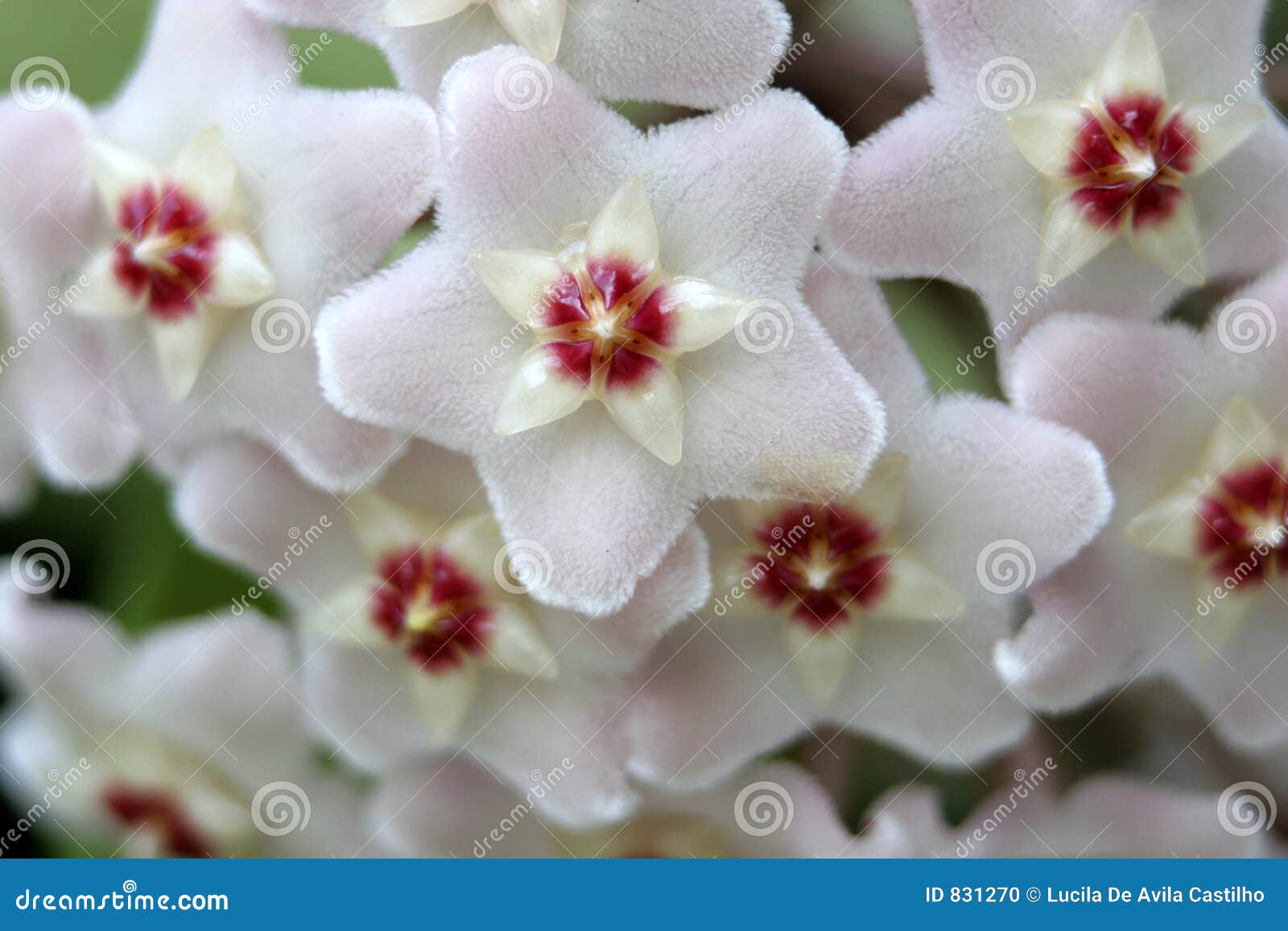 White Wax Flower Detail stock photo. Image of environment 831270
