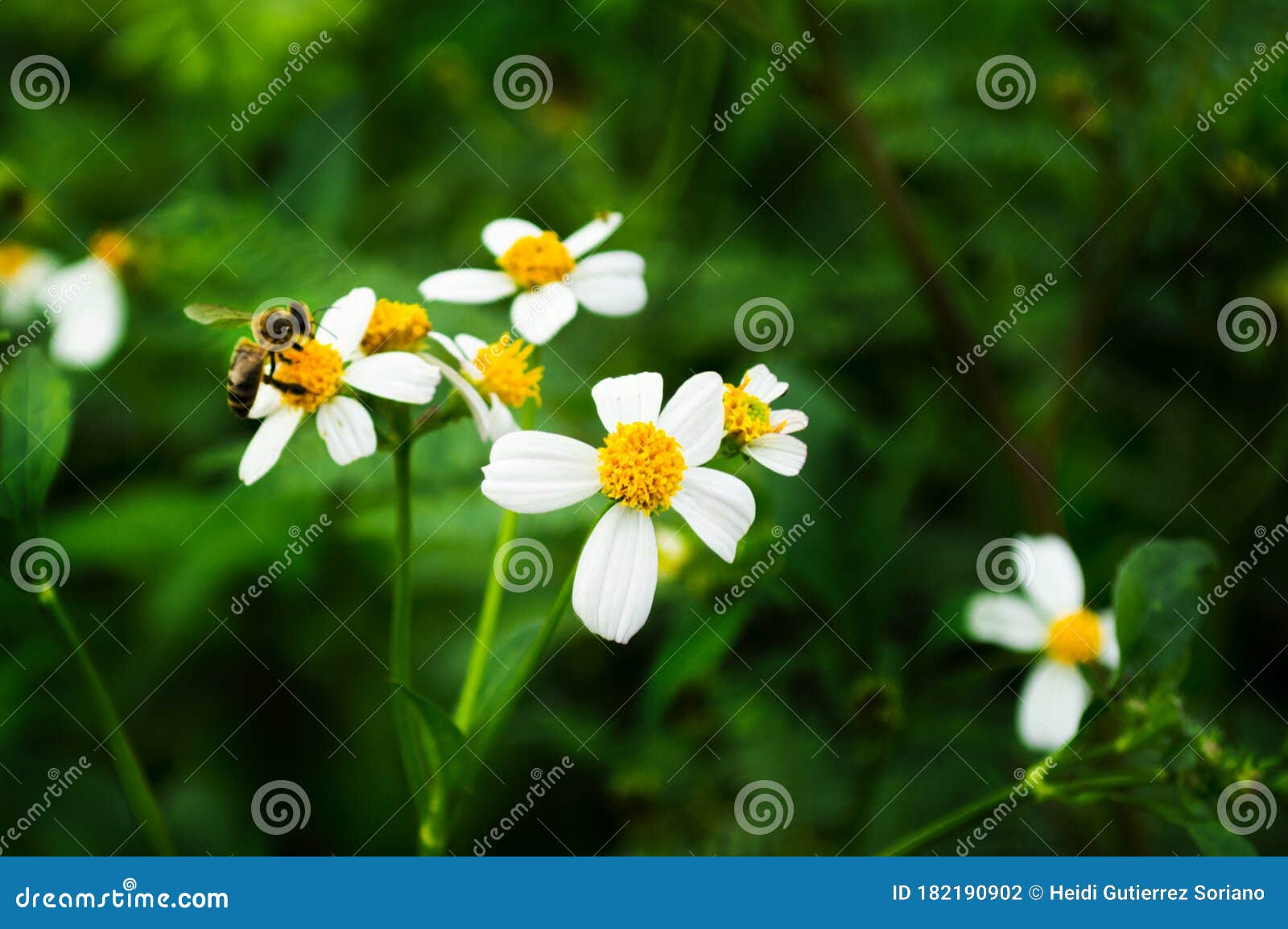 white weed flowers with a bee - daisy lookalikes