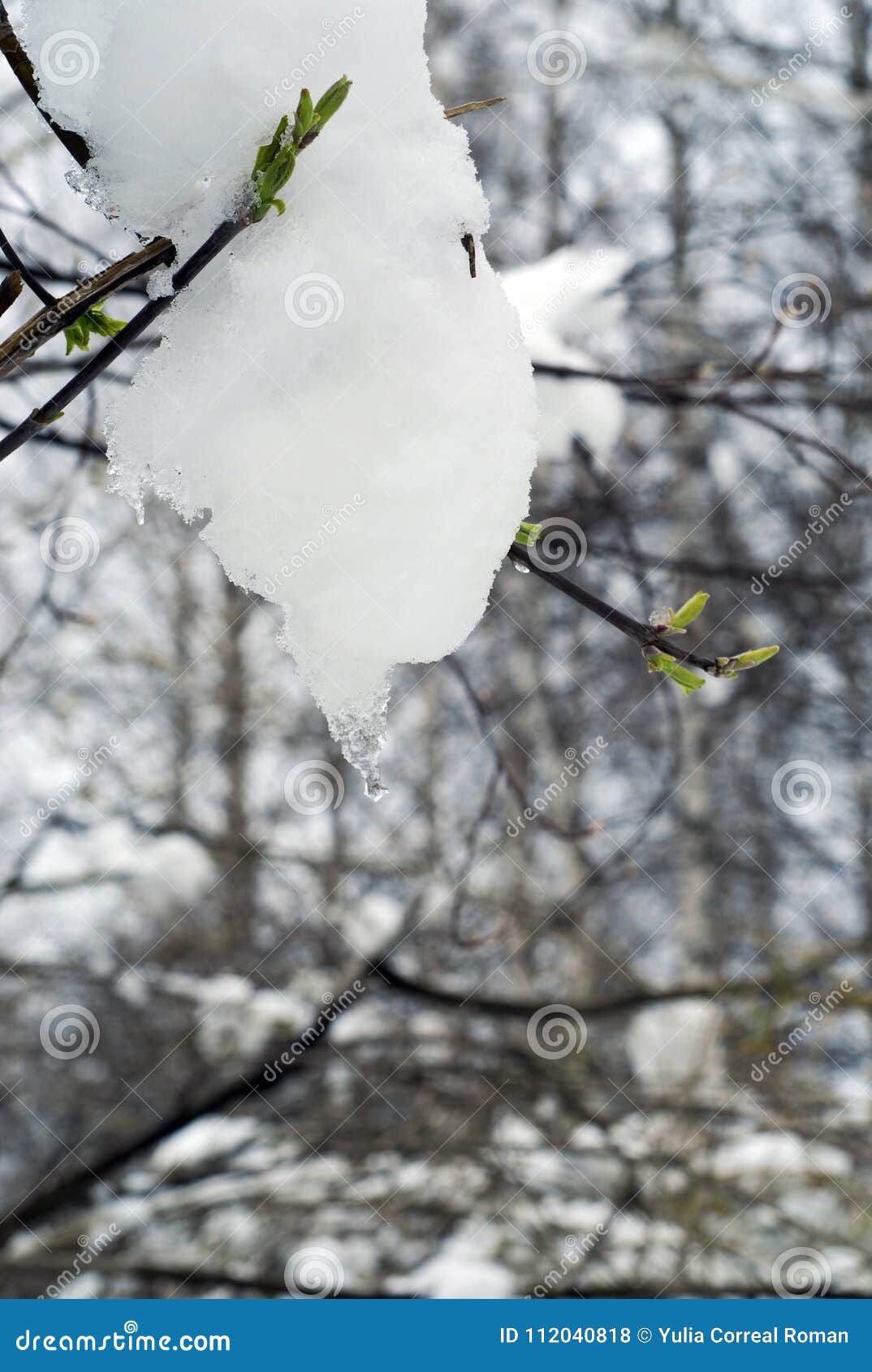 white wet snow on the branch of yong tree