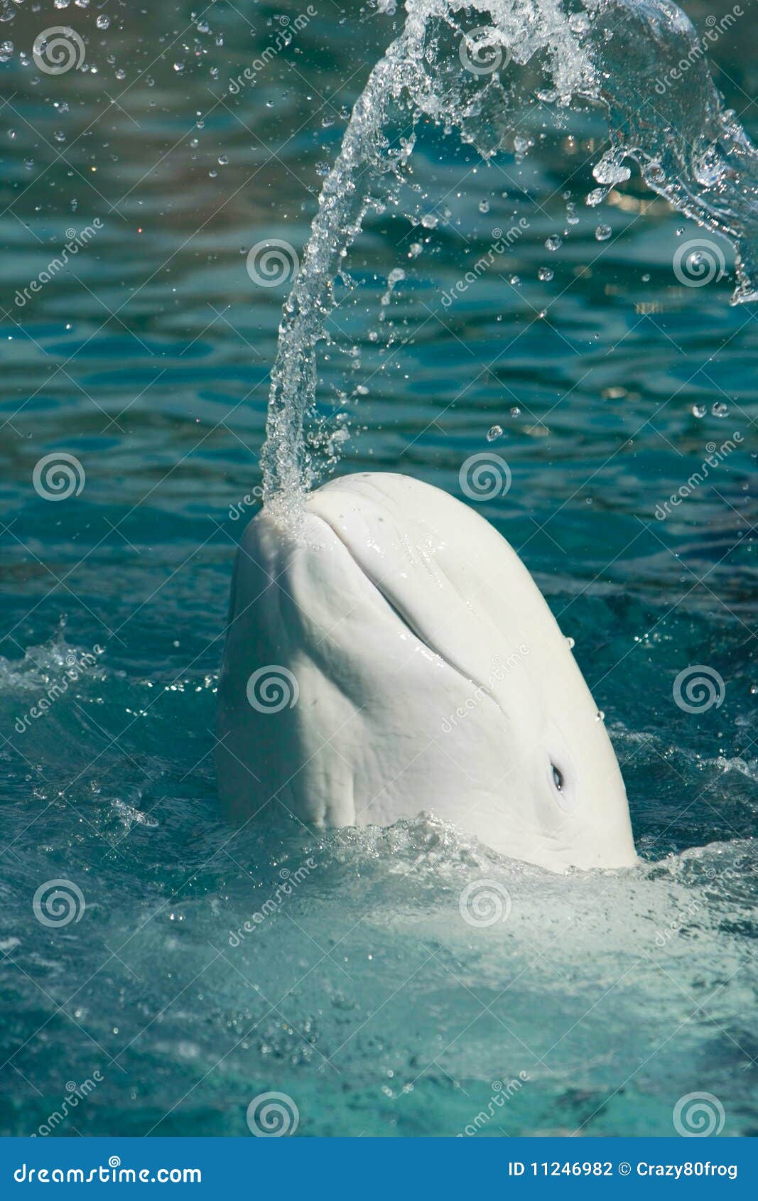 White Whale Throwing Water from Mouth Stock Photo Image of ocean