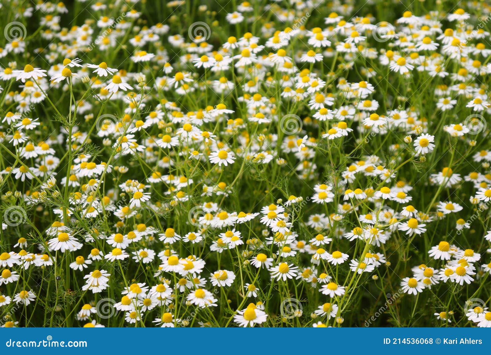 White Wild Daisies Growing in a Field Stock Photo Image of beautiful