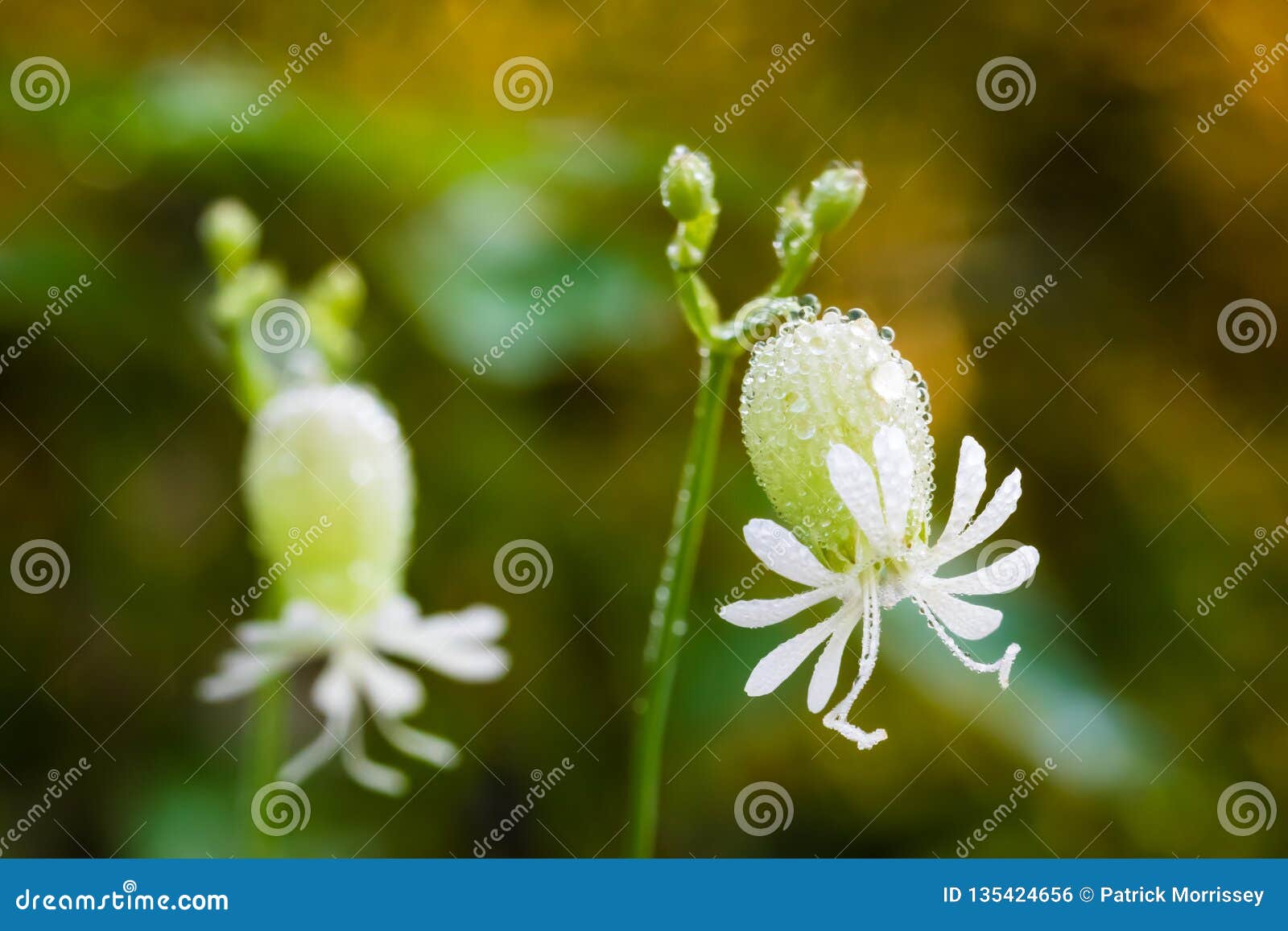  White  Wild Flower  With Dew  Drops  Stock Photo Image of 