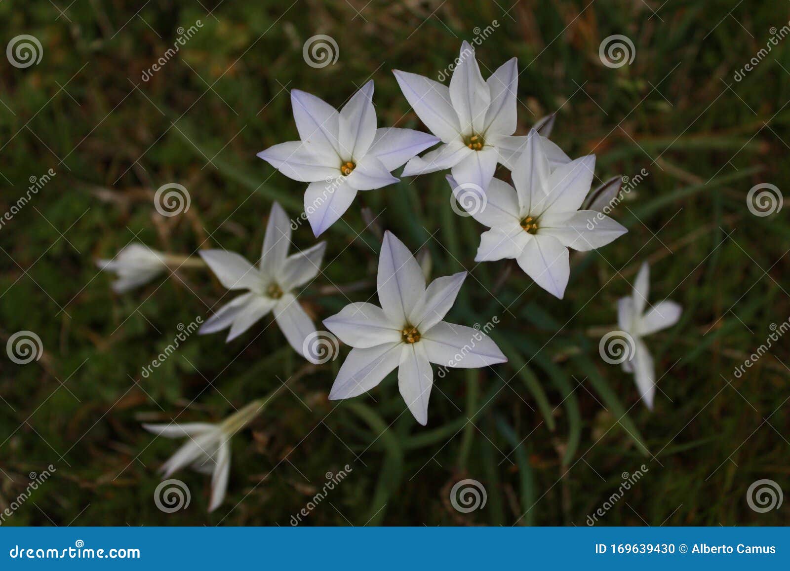 white wild flowers with bokeh