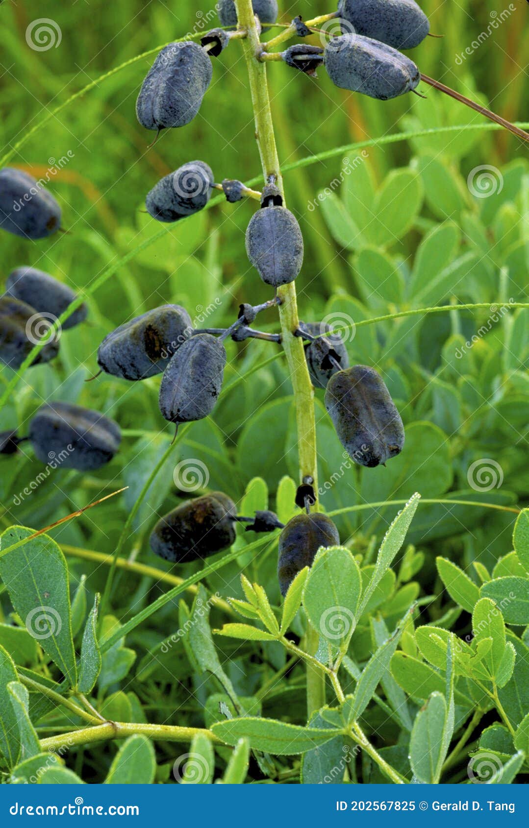 white wild indigo pods   32688