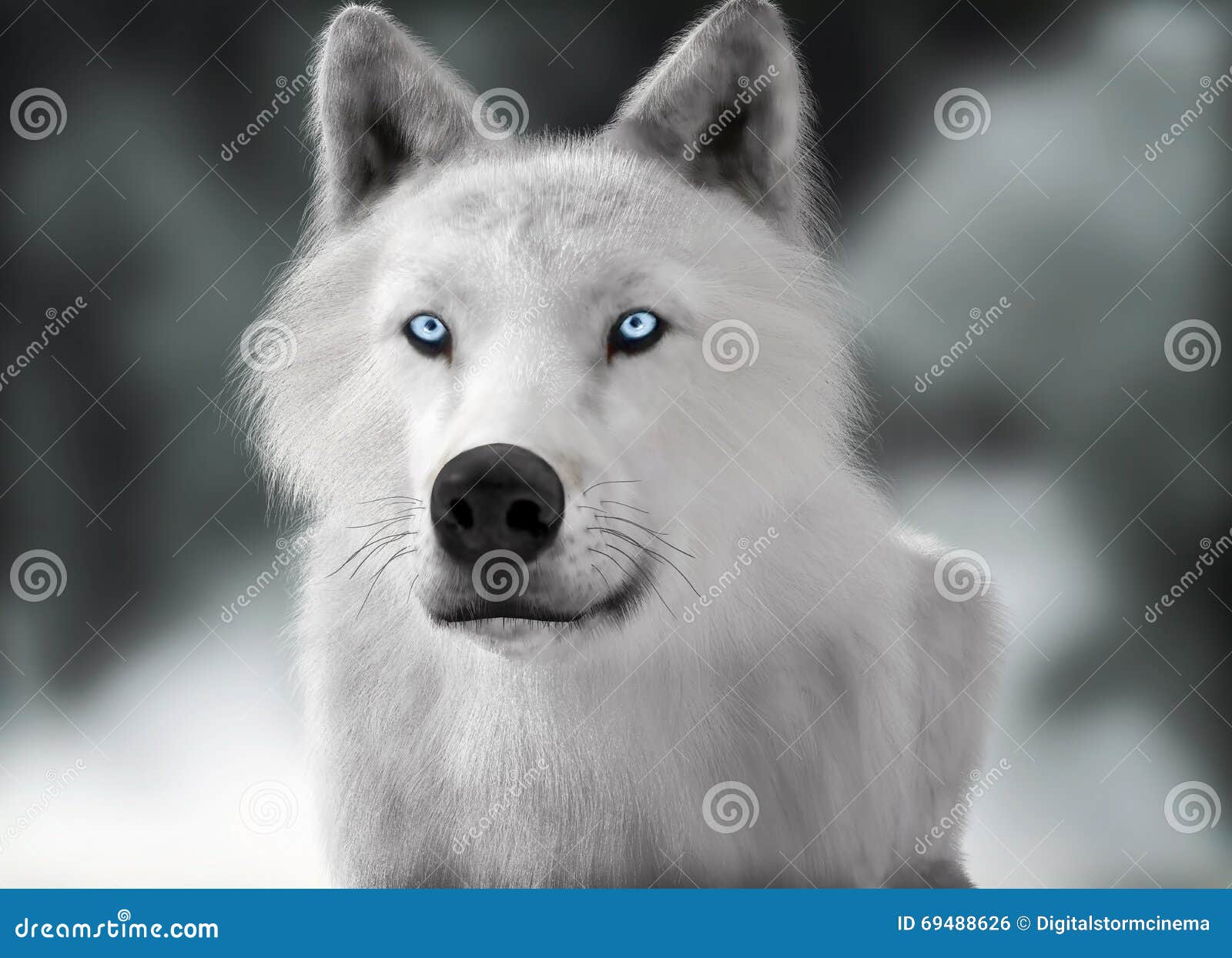 White Wild Wolf with Blue Eyes with Blurred Depth of Field Winter ...