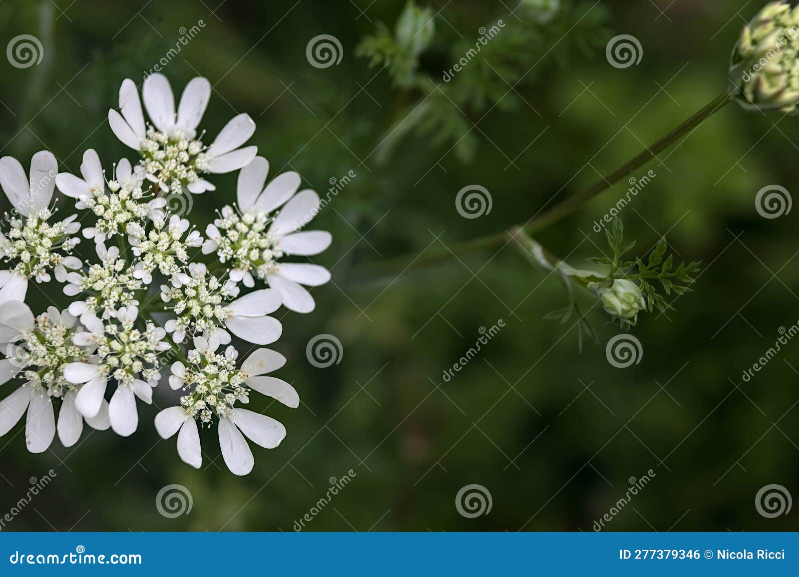 White Wildflowers in Bloom Seen Up Close Stock Photo Image of foliage