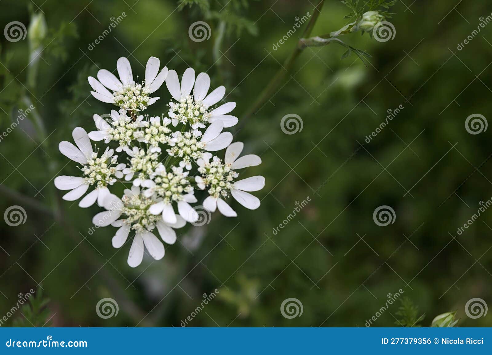 White Wildflowers in Bloom Seen Up Close Stock Photo Image of growth