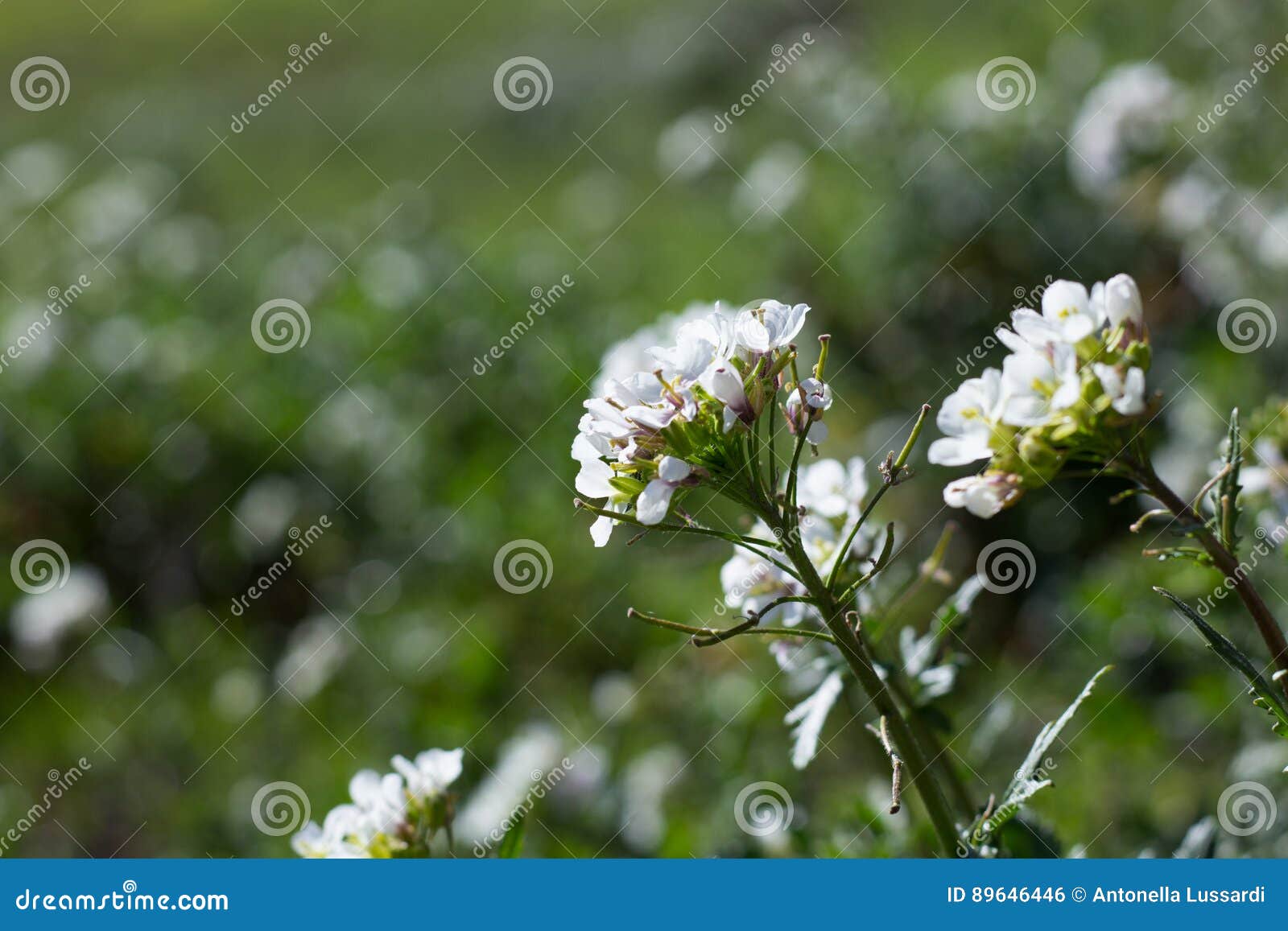 White Wildflowers stock photo. Image of grass, beauty 89646446