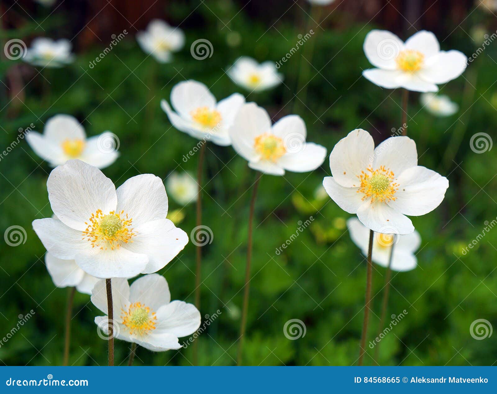 White wildflowers stock image. Image of white, nature 84568665