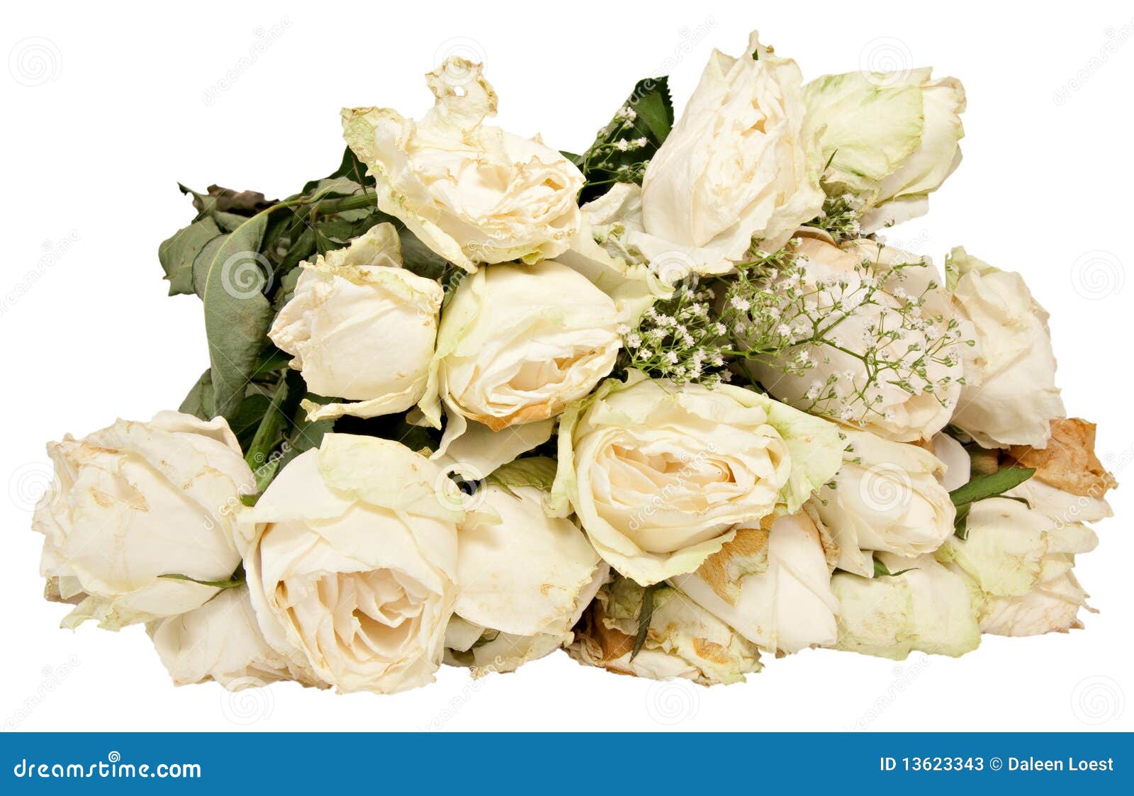 white wilted roses